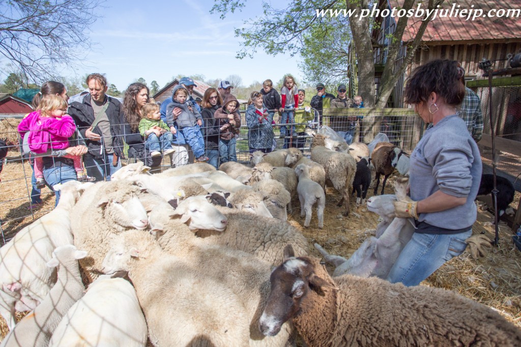 Sheep Shearing at Old McCaskills Farm