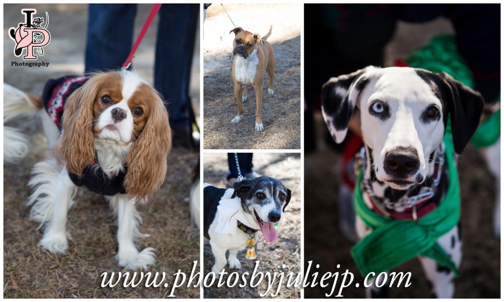 Dogs attending Reindogs and Elves